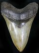 Glossy, Serrated Megalodon Tooth - Georgia #28829-1